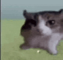 a cat is standing on its hind legs on a grassy field .