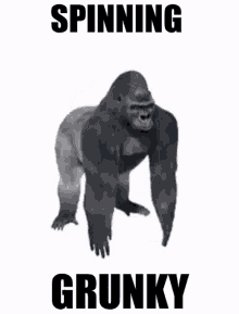 spinning grunky grunky grunkey grant gorilla gorilla