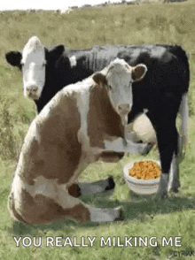 Cow GIF - Cow GIFs
