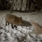 a person reaches out to touch a fox in the snow