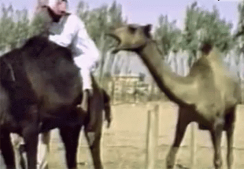 untitled.gif