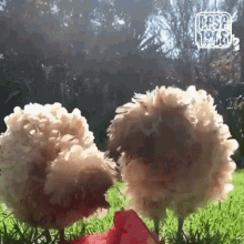 Chickens Peck GIF - Chickens Peck Eating GIFs