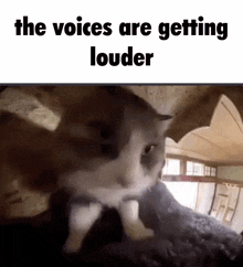 Cat Frantic GIF - Cat Frantic The Voices GIFs