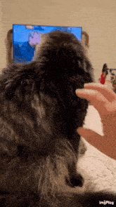 a person is petting a cat while watching a tv show .