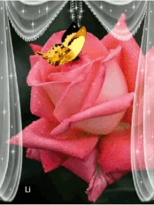 Butterfly Rose GIF