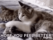 hope you feel better soon get well comfort cats