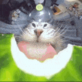 a close up of a cat 's face with a cucumber in its mouth