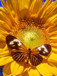 Sunflower Butterfly GIF - Sunflower Butterfly Glitter GIFs