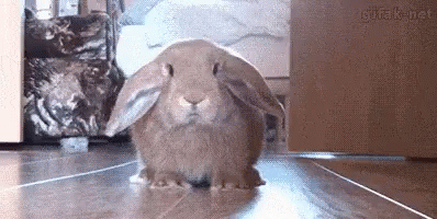 bunny-scared.gif