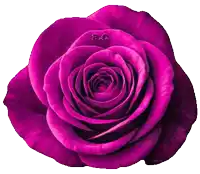 a close up of a purple rose with the words a.c. on it
