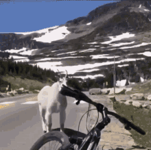massive goat