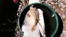 Falcon In The Middle Relaxing GIF - Falcon In The Middle Relaxing Chilling GIFs