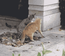 Cat Flipping GIF - Cat Flipping GIFs