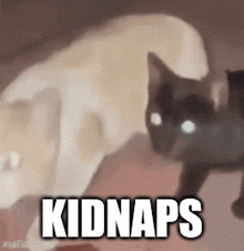 Kidnaps Cats GIF - Kidnaps Cats GIFs