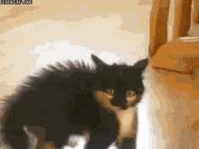 Funny Animals Hyper Cat GIF - Funny Animals Hyper Cat Kittens GIFs