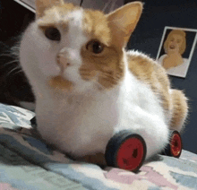 an orange and white cat with red wheels on its back