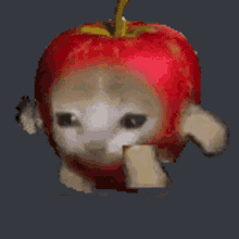 Apple Cat GIF - Apple Cat Fast GIFs