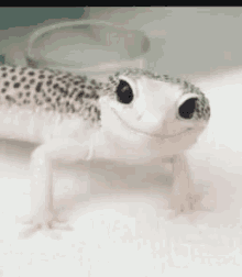Wink Gecko GIF