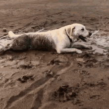 Dog Mud GIF - Dog Mud Dirty GIFs