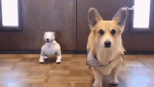 Bark Corgi GIF - Bark Corgi Robot Dog GIFs