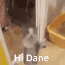 Hi Dane Meow GIF - Hi Dane Meow Bark GIFs