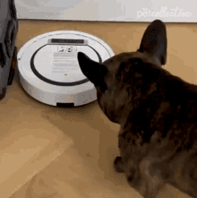 Attack Vacuum The Pet Collective GIF