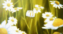 Flowers Bloom GIF