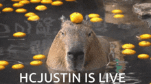 Capybara Hcjustin GIF