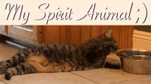 My Spirit Animal GIF - My Spirit Animal Cats Lazy GIFs