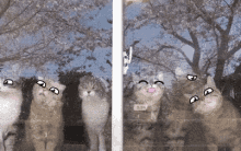 Cats Faces GIF