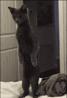 высокий кот на задних лапах GIF