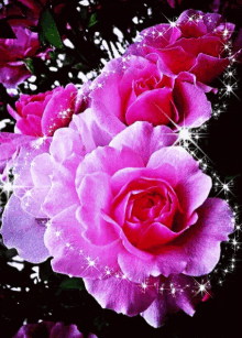 Pink Roses GIF - Pink Roses Valentines GIFs