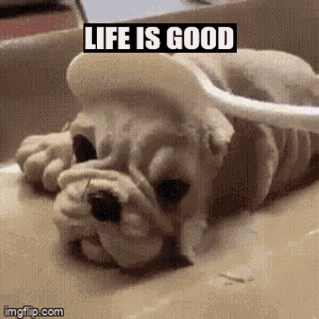 Life is good meme deals dog