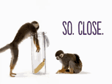 Telus Monkeys GIF - Telus Monkeys So Close GIFs