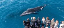 Whale Whale Watching GIF - Whale Whale Watching Sydney GIFs