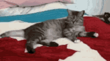 Scazzo Cat GIF - Scazzo Cat What Do You Want GIFs