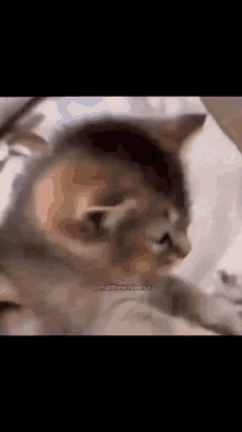 Cat Want Sleep GIF - Cat Want Sleep GIFs