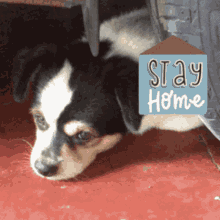 Stay Home GIF - Stay Home GIFs
