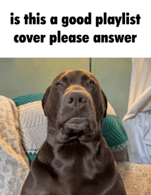 a brown dog is sitting on a couch with a caption that says is this a good playlist cover please answer