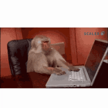 coding scaler create impact monkey programmer