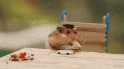 Hamsters eating tiny food best sale