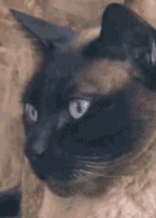 Cat Stare GIF - Cat Stare Cat Stare GIFs