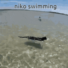 Niko Swimming GIF - Niko Swimming GIFs