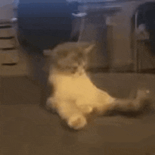 Cat Funny Cat GIF - Cat Funny Cat ъуъ GIFs
