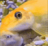 Fish Kiss GIF - Fish Kiss Forehead Kiss GIFs