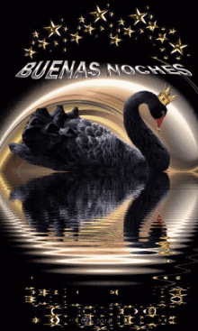 Buenas Noches Swan GIF - Buenas Noches Swan Bird GIFs