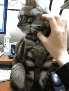 Reaction No Touch GIF - Reaction No Touch Cat GIFs