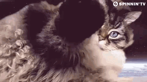 Spinnin Tv Cats GIF - Spinnin Tv Cats Cute Cat - Discover & Share GIFs Spinnin Tv Cats GIF - Spinnin Tv Cats Cute Cat - Discover & Share GIFs