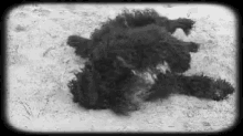 Puppy Sand GIF