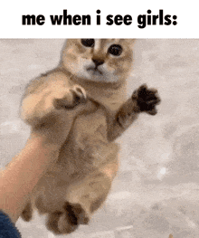 When I See Girls Me When I See Girls GIF - When I See Girls Me When I See Girls Cat GIFs